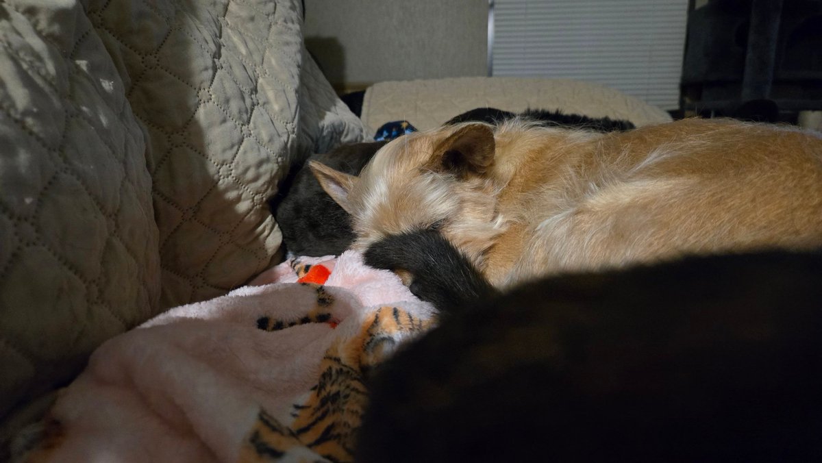 ❥ ɗriεɗ up twittεr hαg tweet media