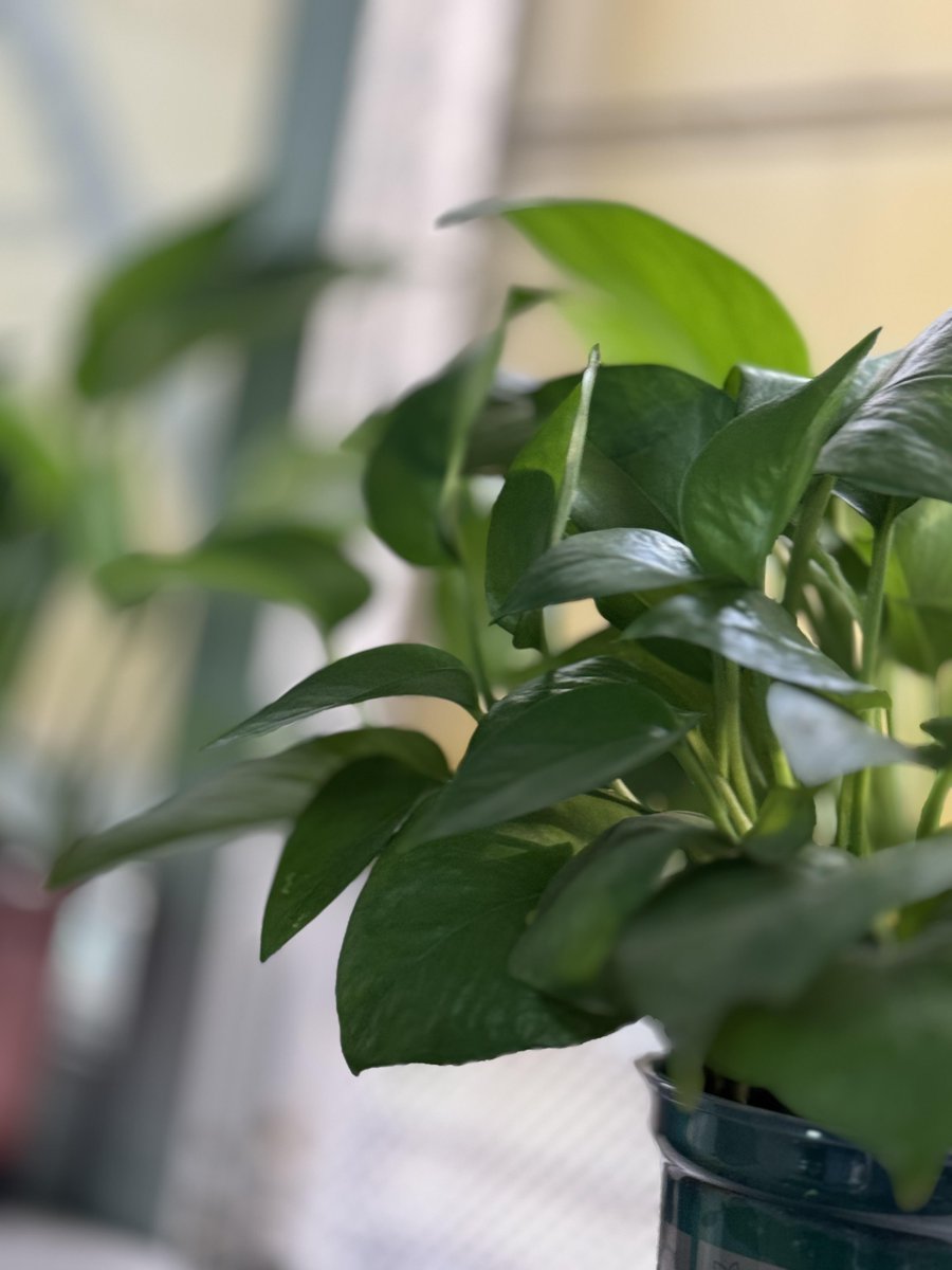 Diane Chouinard tweet media