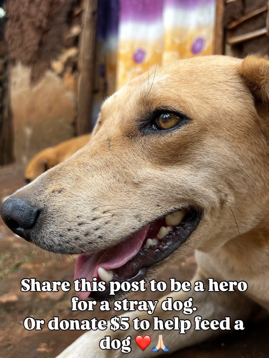 April Dog Food Appeal 🐾❤️
Today we are starting our fundraising for this month on food and other shelter supplies.
Can you help us on feeding ?!
Every contribution helps a random stray dog in need. For inquiries please contact us 

Donation link 🔗 in my bio