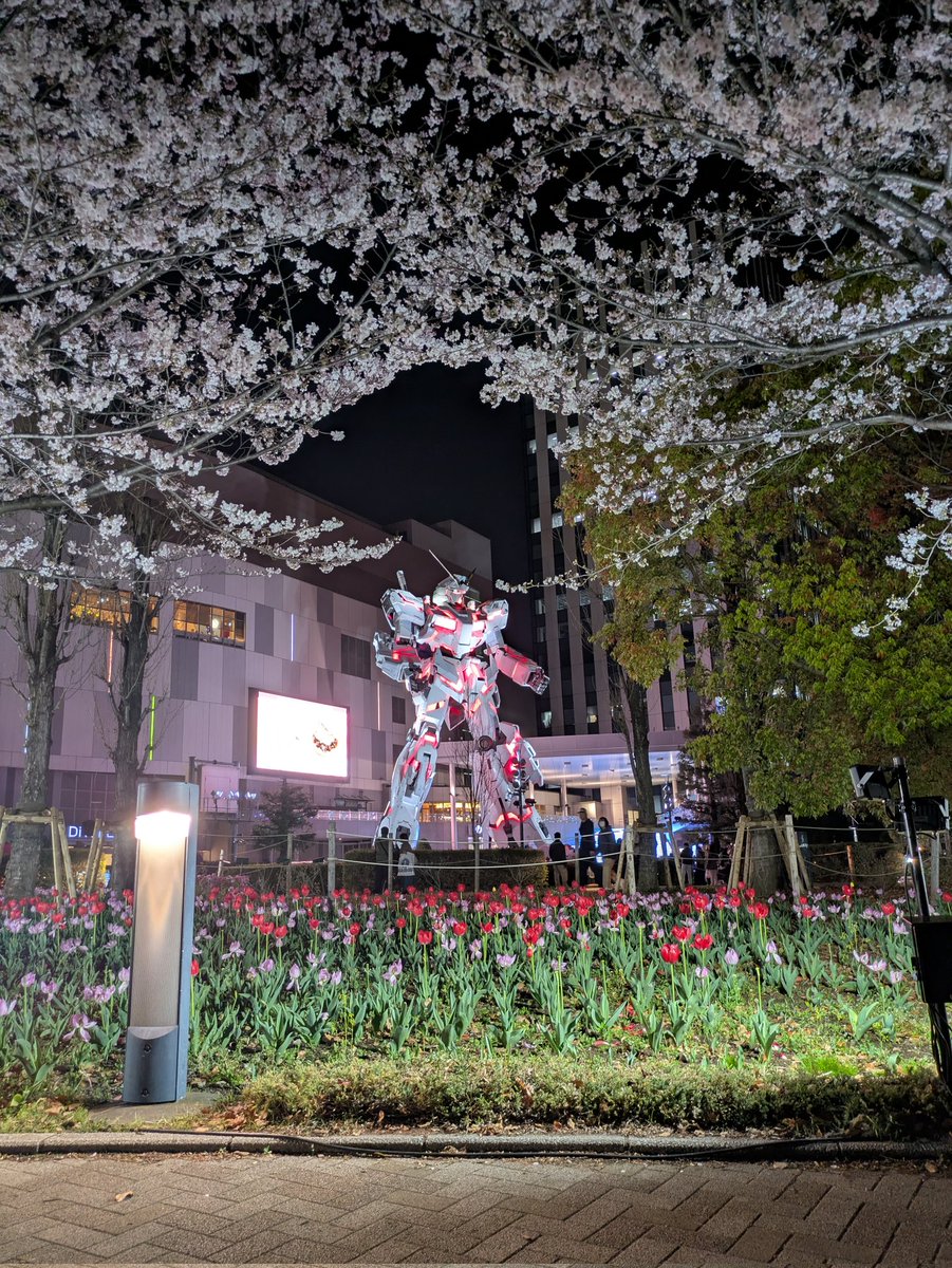 夜桜にガンダム
なんとも日本らしい光景