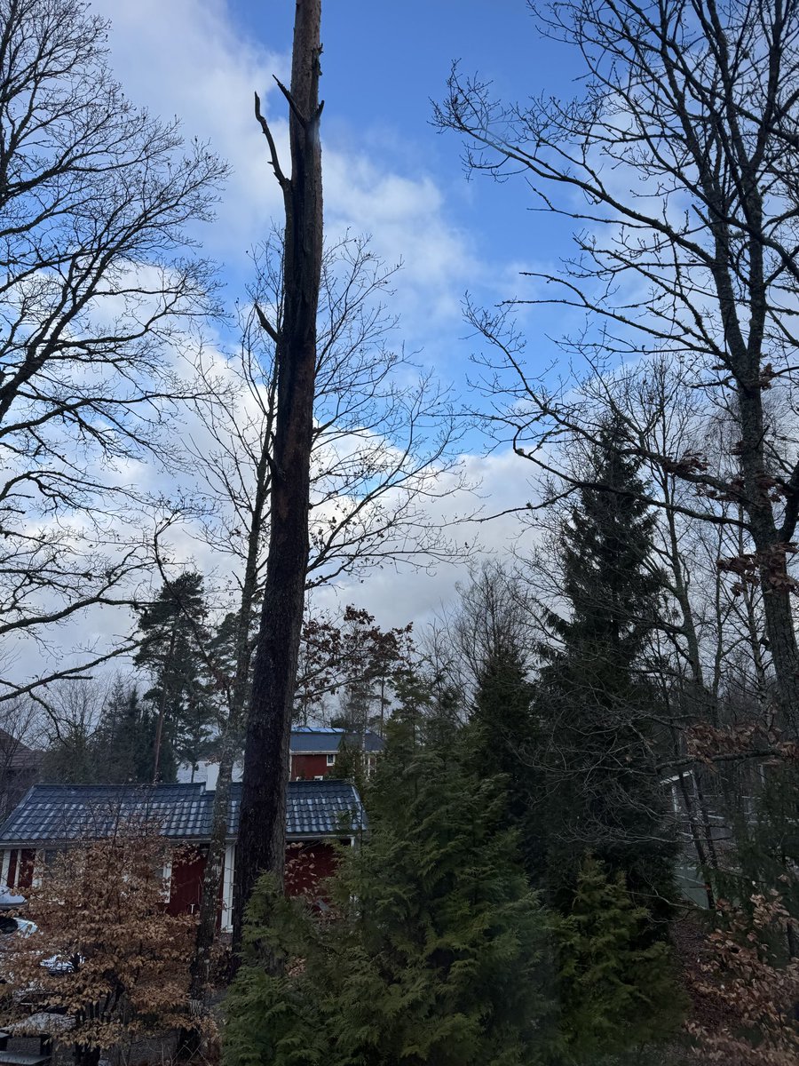 Thomas Rosenhagen - thomrosenhagen@bsky.social tweet media