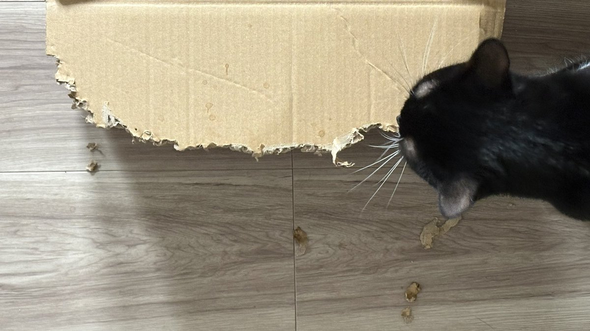 Hasaqui Yamanobe tweet media