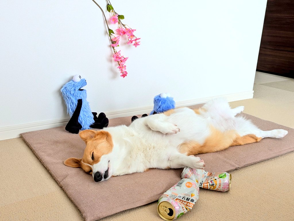 こまち@彩 tweet media