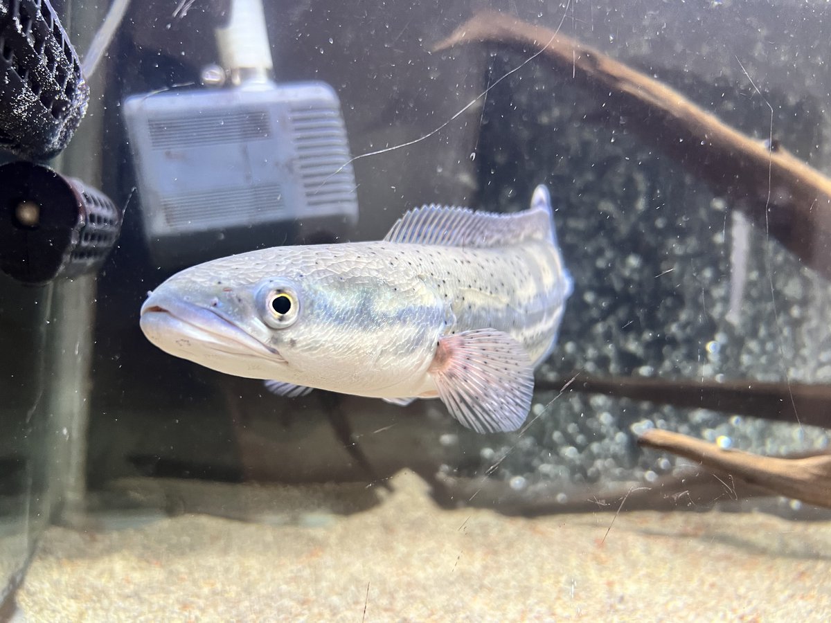 水換え完了ぉぉぉ！！ｷﾘｯ