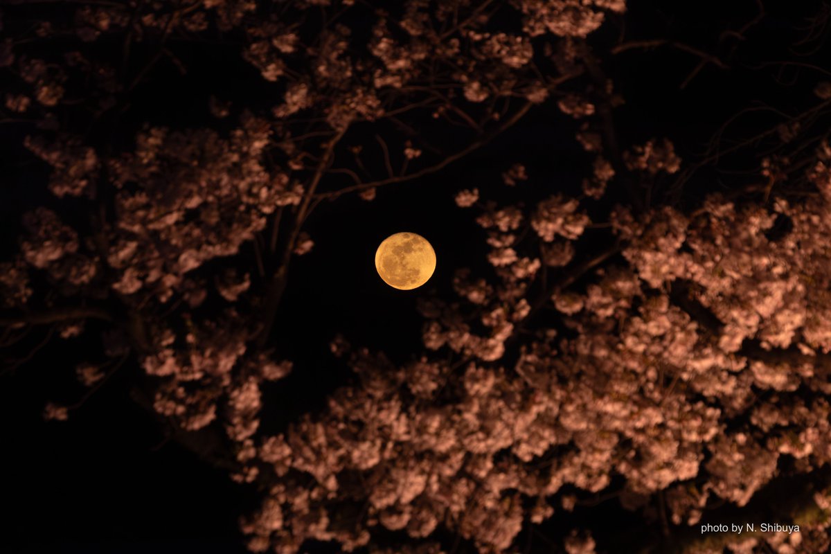 蜻蛉／sei-rei tweet media