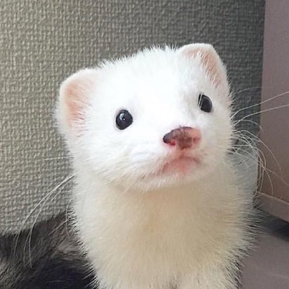 ยูจีเมี๊ยว tweet media