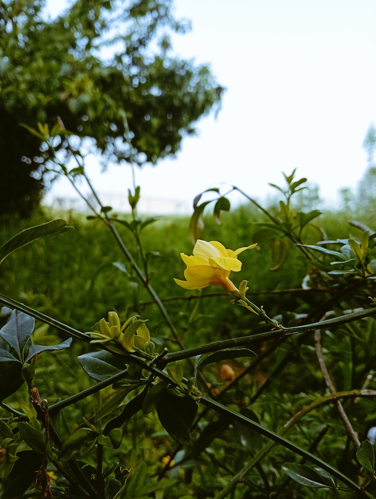 خالد tweet media