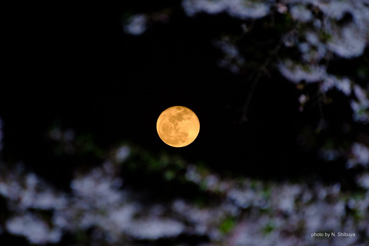 蜻蛉／sei-rei tweet media