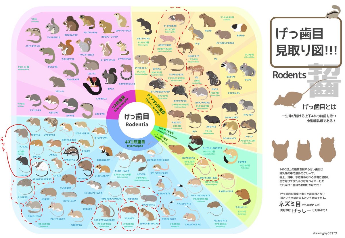 Maki「りすマニア」 tweet media