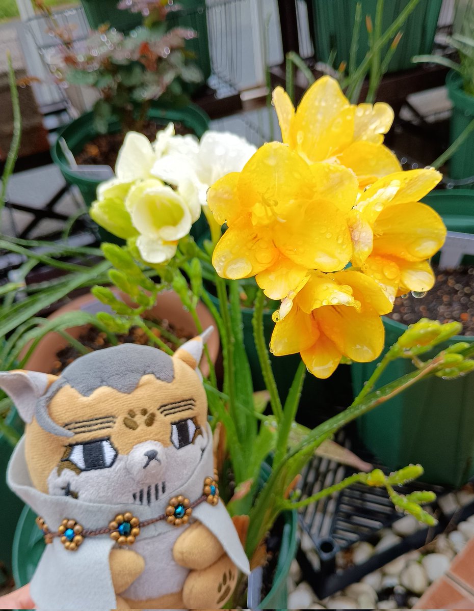 躑躅蜜 tweet media