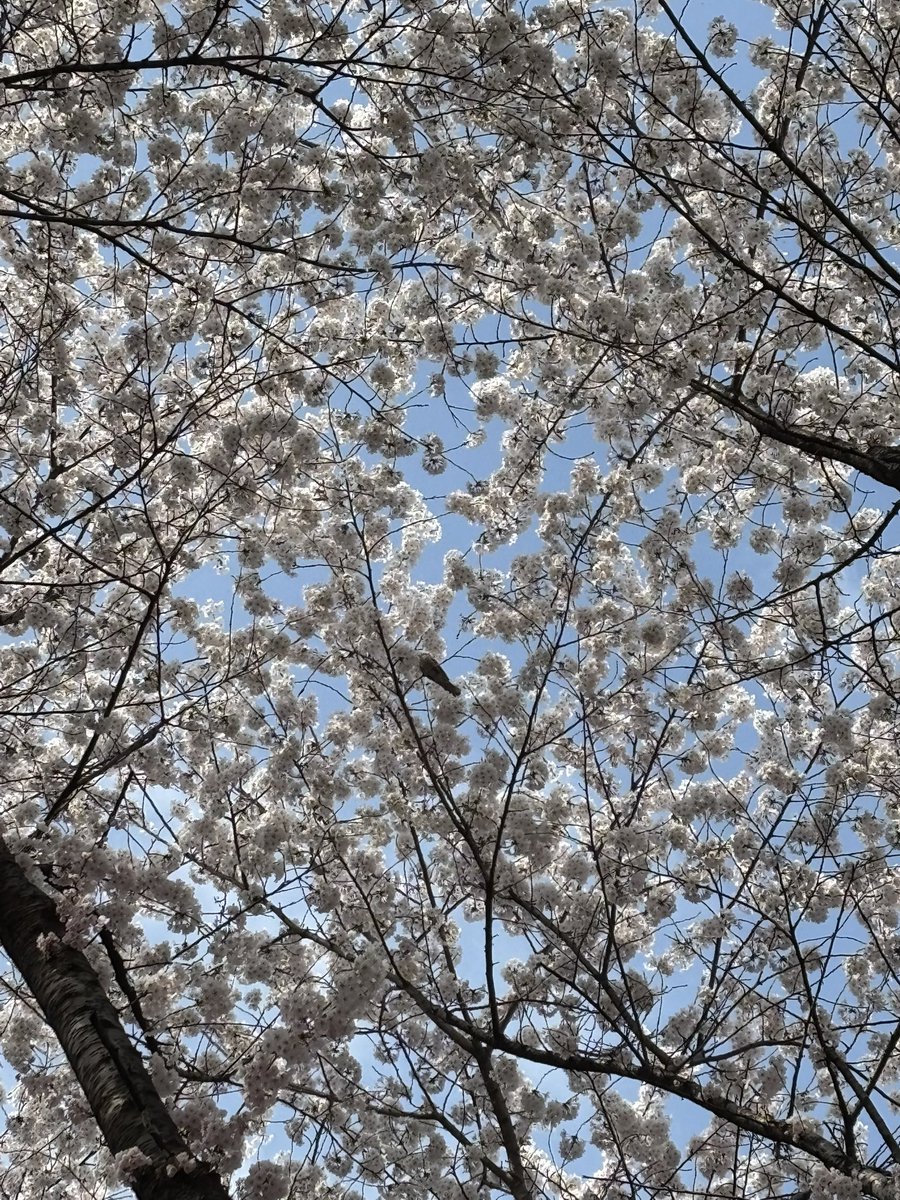 집 뒷산 산책나왔다 야생 벗나무숲인듯하다. 시골보다 새가 더많아ㅋ