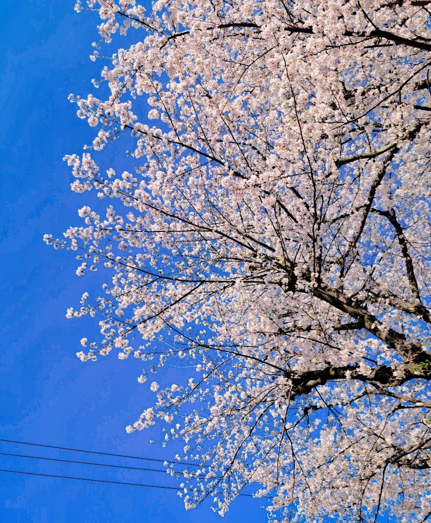 ひすい(りる❂いなば) tweet media