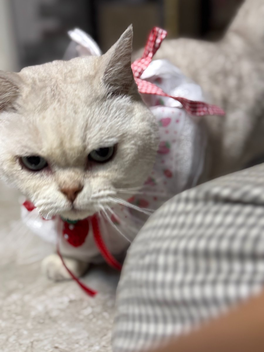 douya1031 tweet media