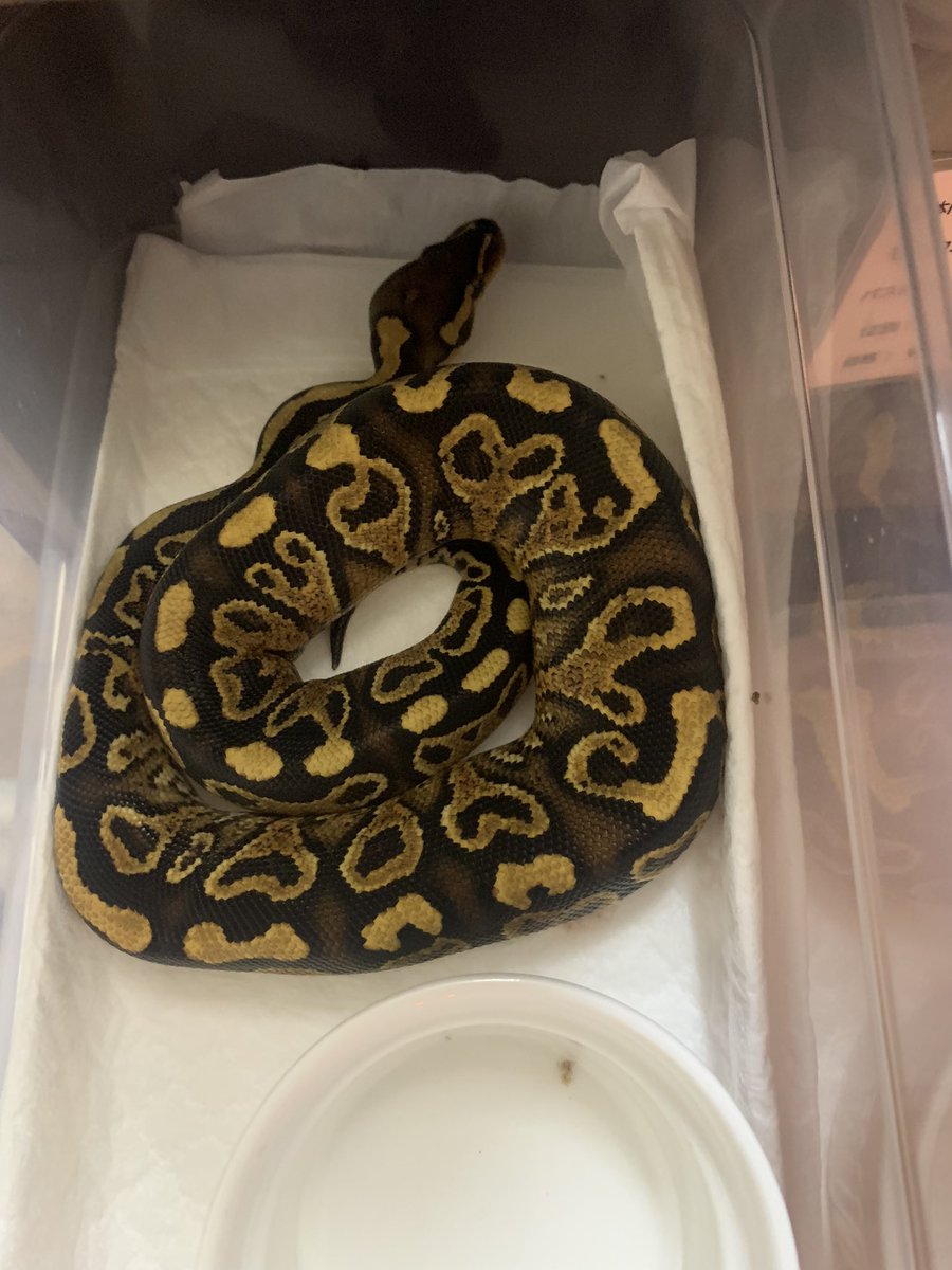oqtngygoZe7XwiA's tweet image. Hurricane YB het puzzle clown hypo 
#ボールパイソン
#ball python