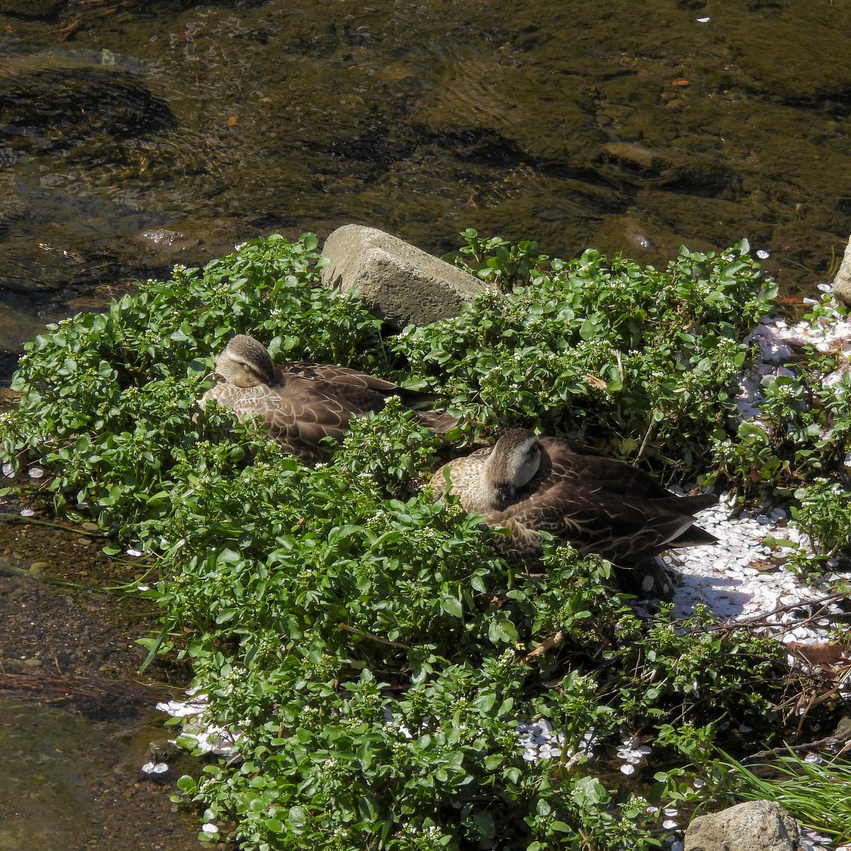 るもちゃん🌈とヒロ tweet media