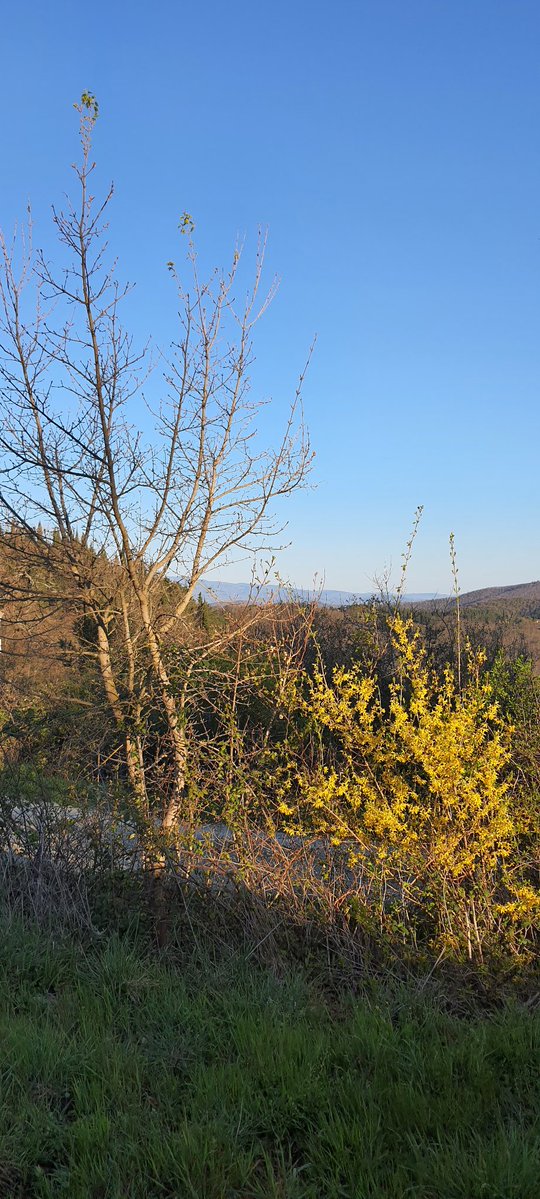 Massimo Pampaloni SJ tweet media