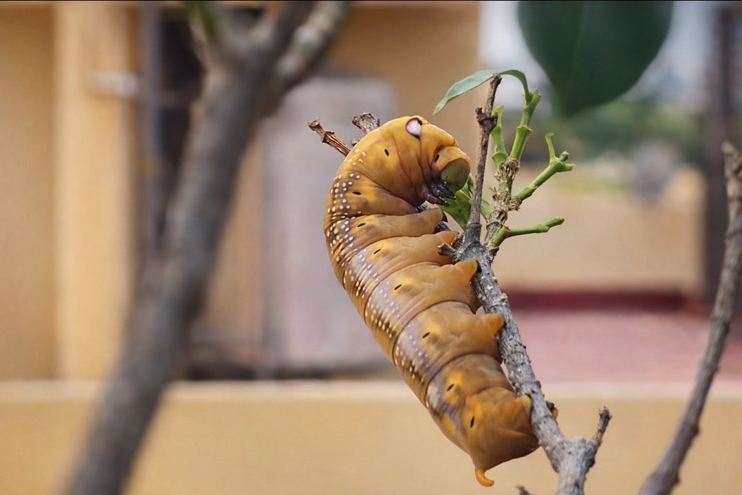 Arvind Mishra 🇮🇳 tweet media