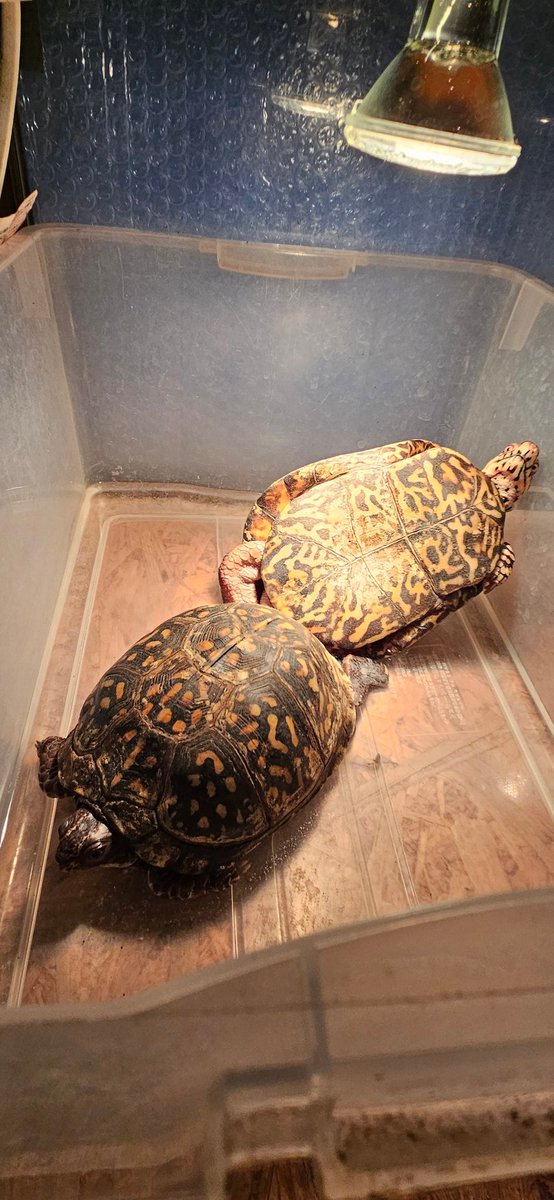 ♂A号×♀B号　成功

#トウブハコガメ
#Terrapenecarolinacarolina
#easternboxturtle