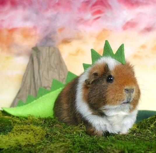 Happy Rêverie!! 🍭 【IRIAM US】 tweet media