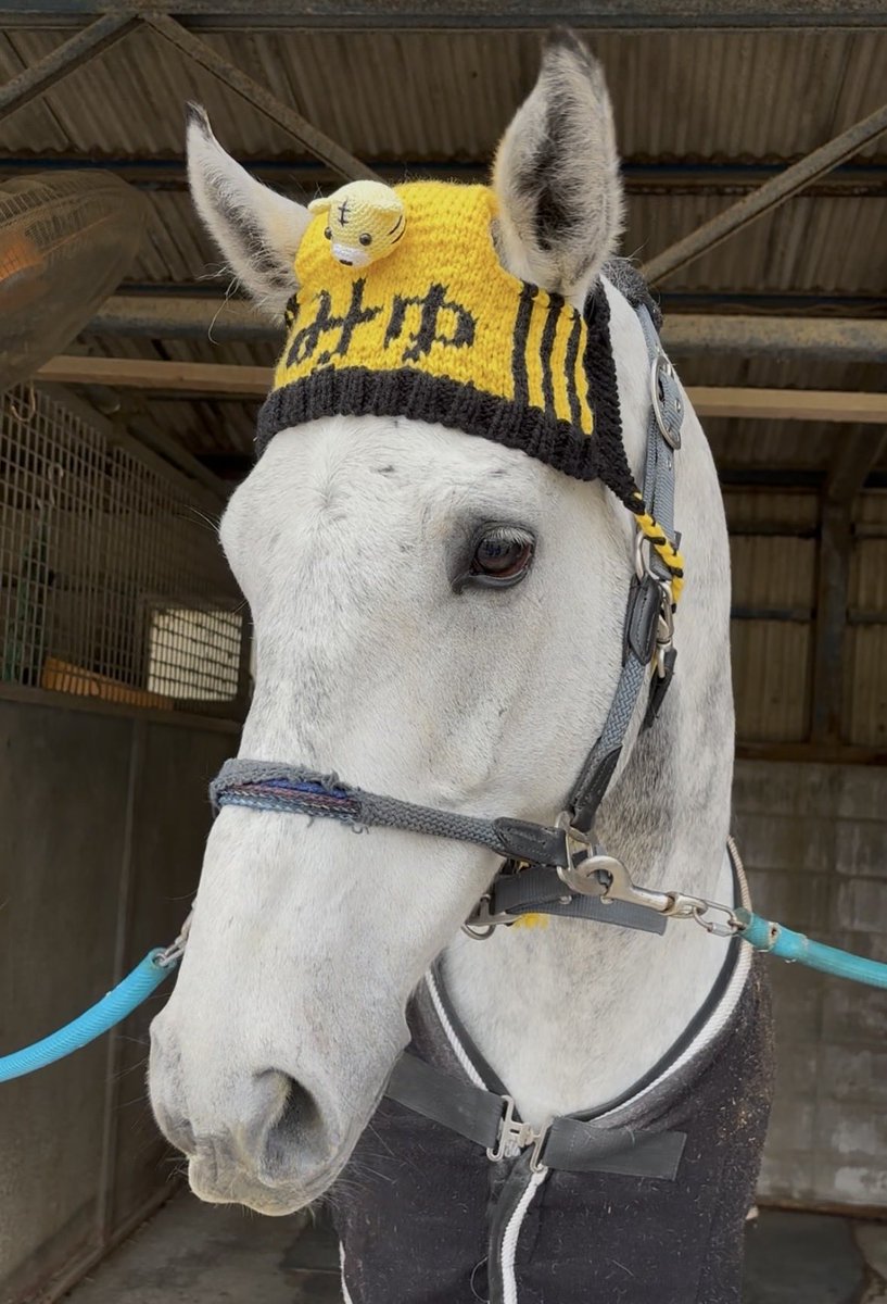 馬と手芸が好き tweet media