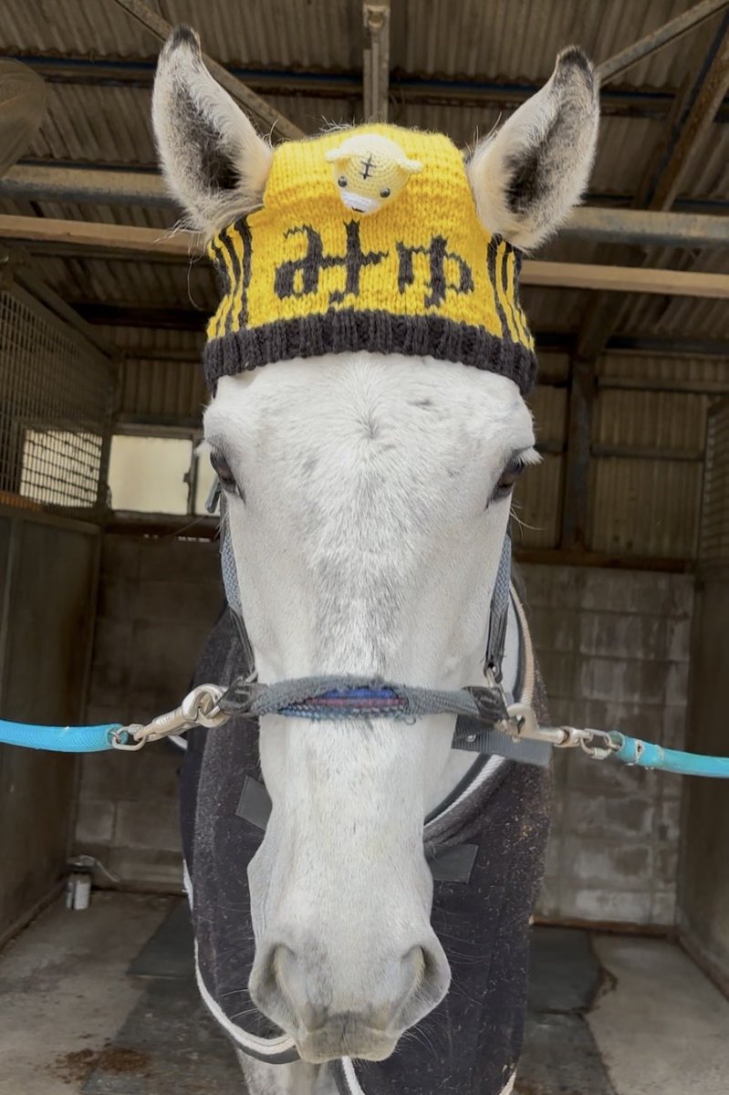 馬と手芸が好き tweet media