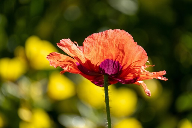 Ola Ryan tweet media