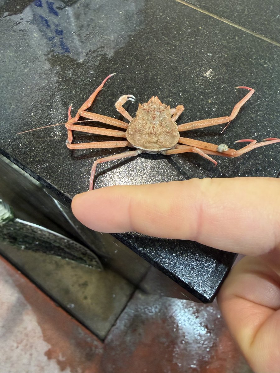 りえヒデ tweet media