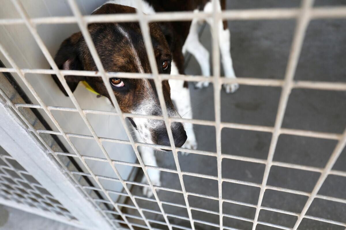 Nice-Matin tweet media