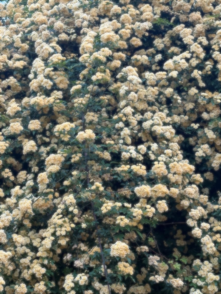 اون یکی سارا tweet media