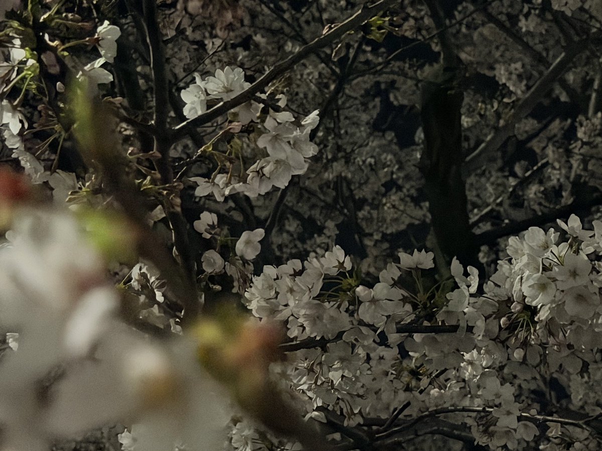 かじき tweet media