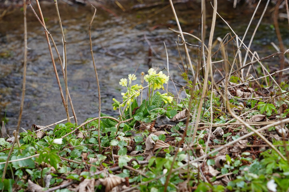 Forstler tweet media