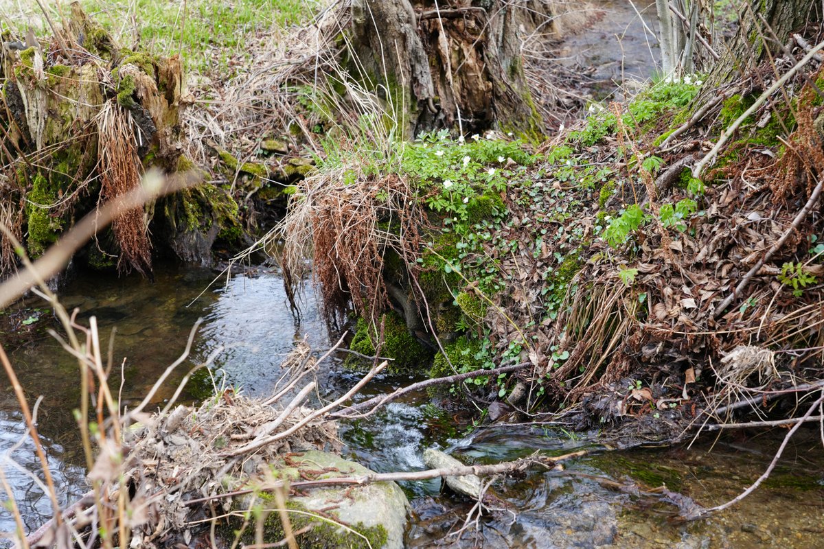 Forstler tweet media