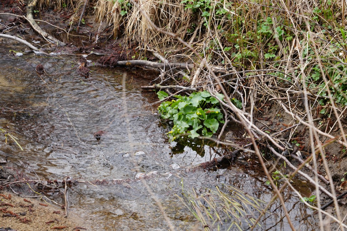 Forstler tweet media