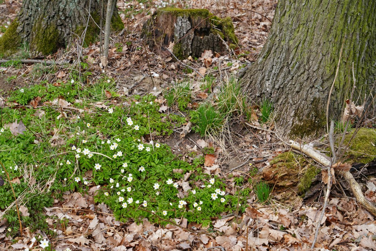 Forstler tweet media