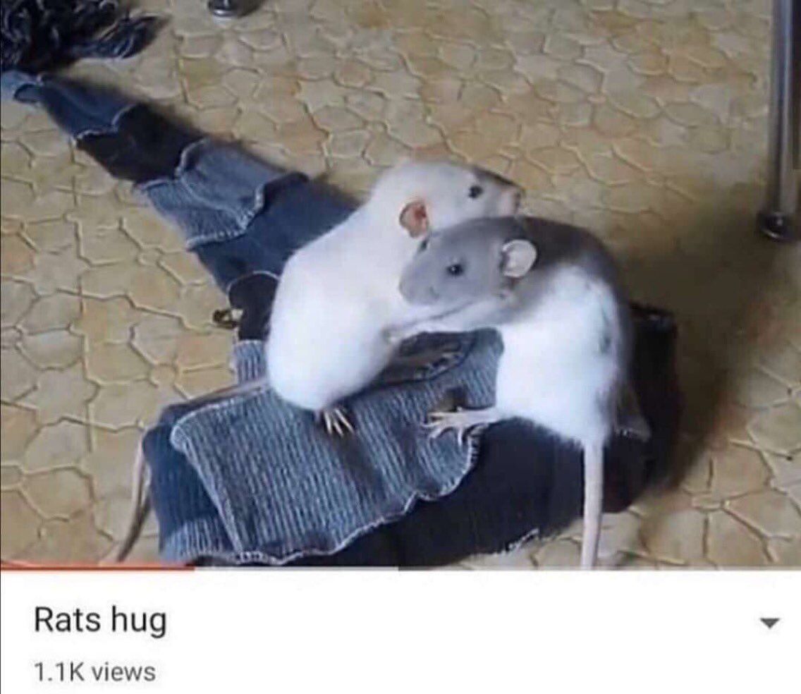 🩷🐀The city rat tweet media