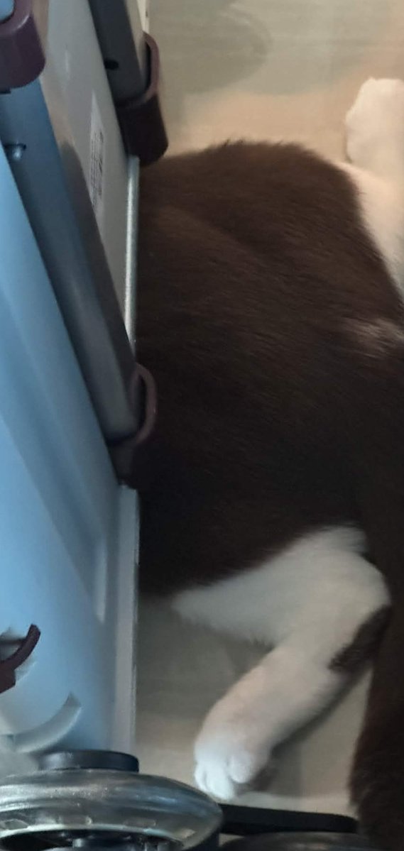 bambang 👽 tweet media