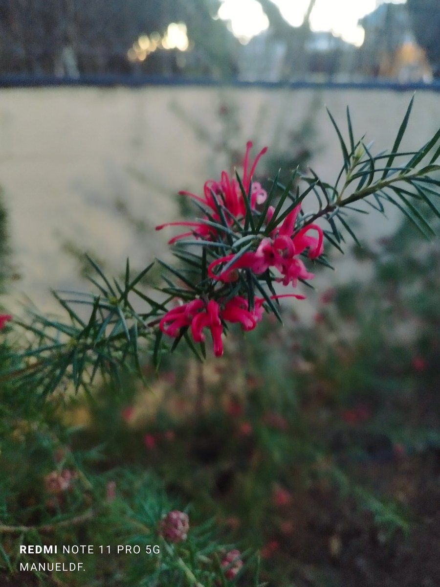 Manuel Df tweet media