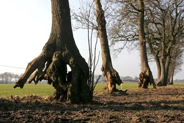 Roel Janssen🇺🇦🍀🌹🔻 tweet media