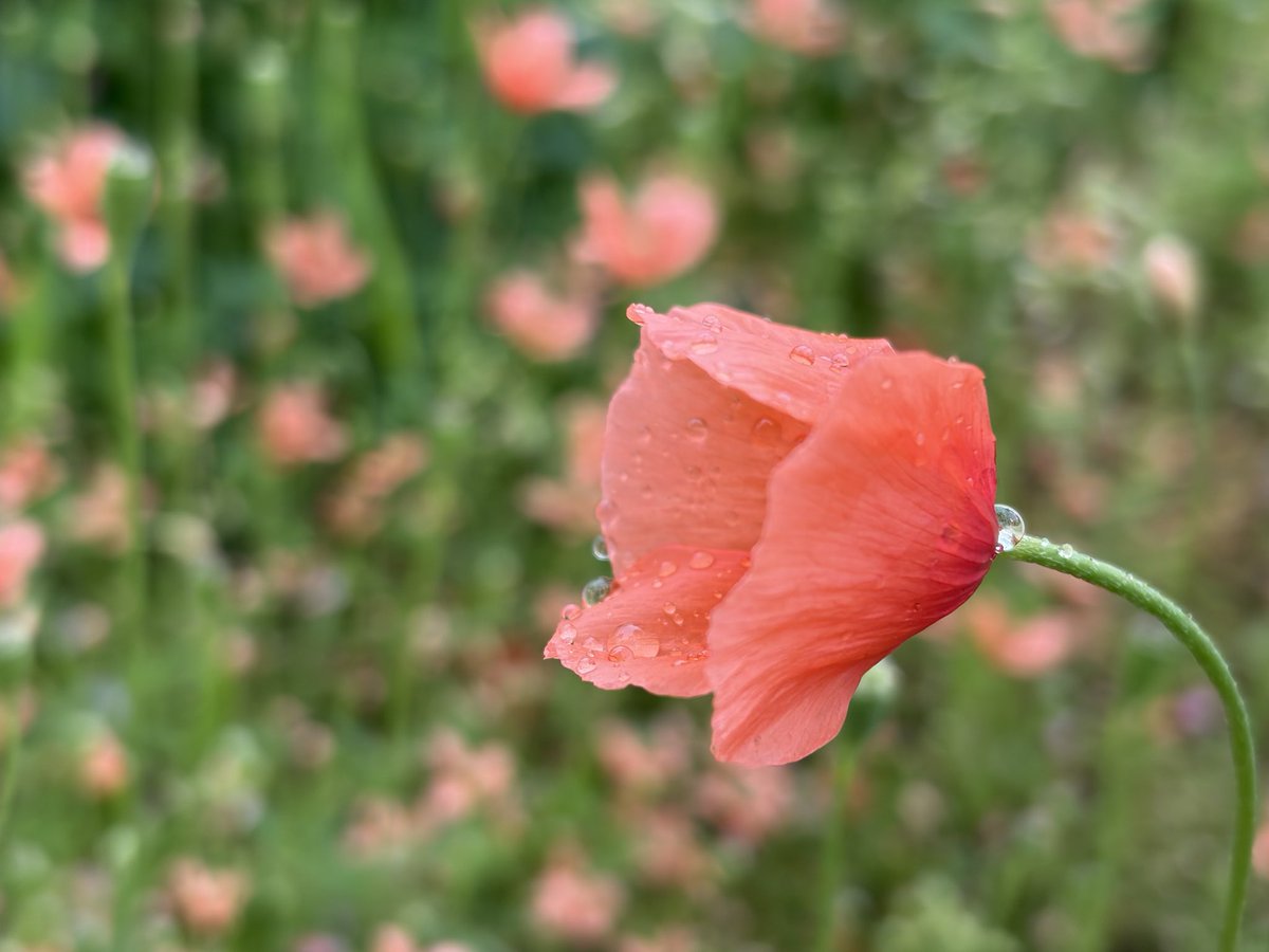 𖠅𖠌𖠔Taro tweet media