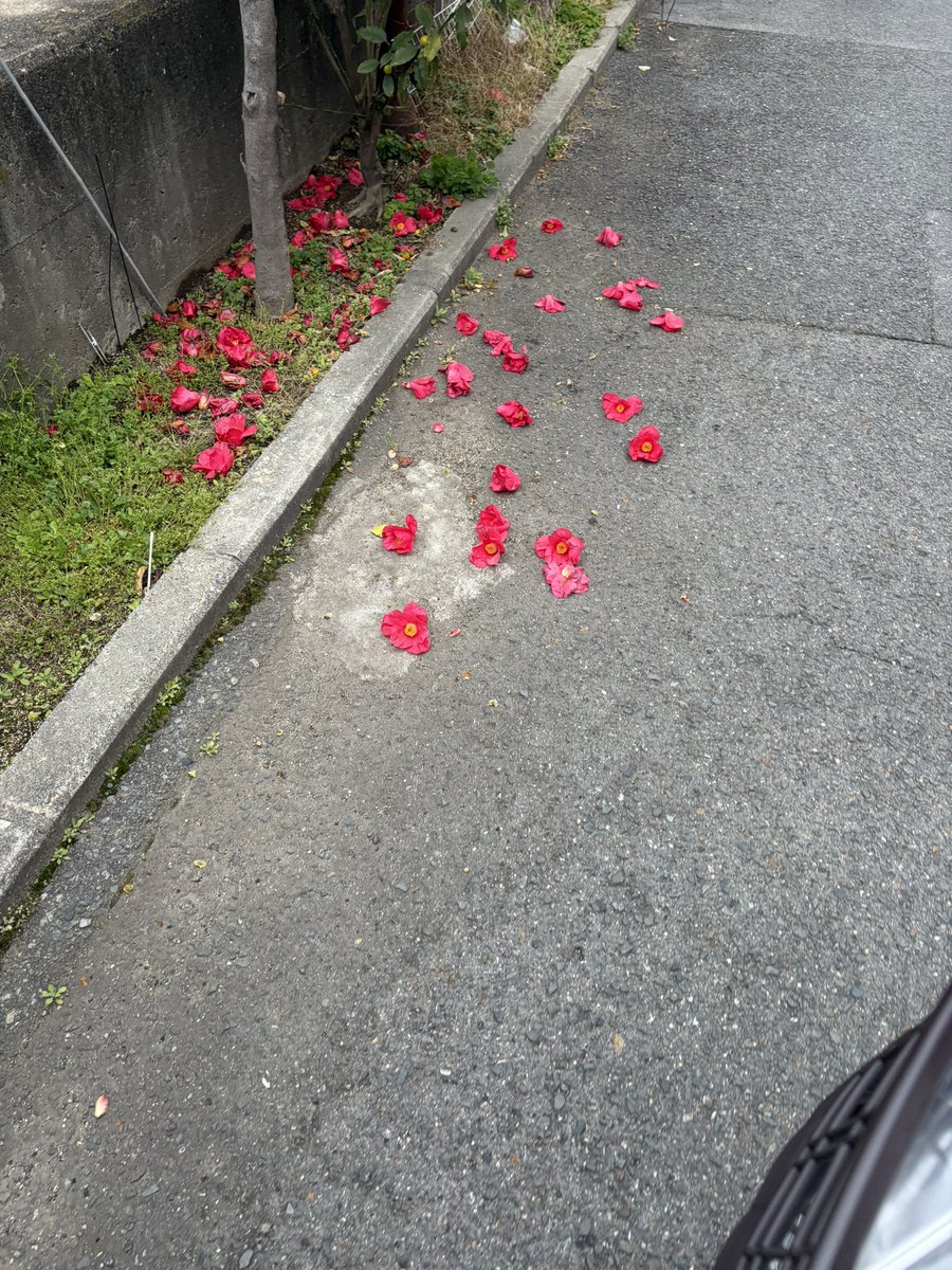 𖠅𖠌𖠔Taro tweet media