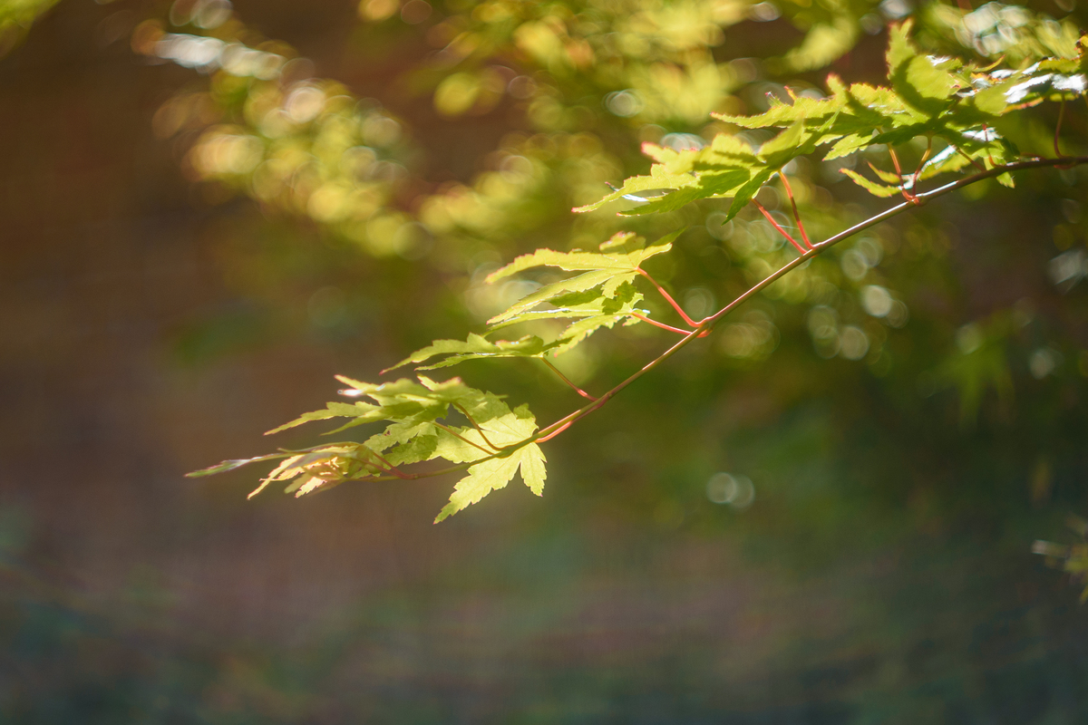 Abhay Dhar tweet media