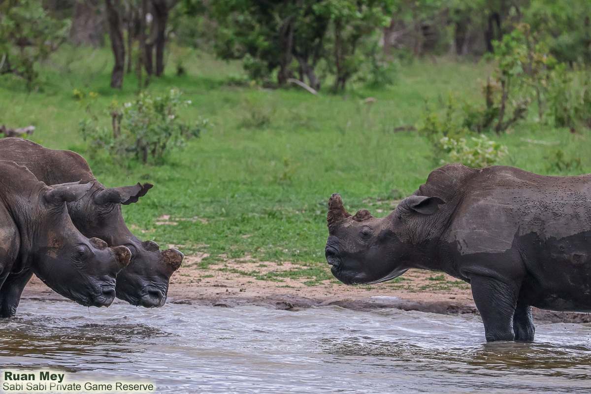 SabiSabiReserve's tweet image. Young rhino bulls were playfully sparring in a dam - rough but harmless. These games help them build strength, balance, and confidence for adult life, while forming social bonds and learning to face future challenges. #rhino #antipoaching #conservation #endangeredspecies #big5