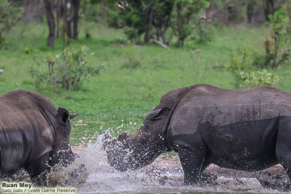 SabiSabiReserve's tweet image. Young rhino bulls were playfully sparring in a dam - rough but harmless. These games help them build strength, balance, and confidence for adult life, while forming social bonds and learning to face future challenges. #rhino #antipoaching #conservation #endangeredspecies #big5