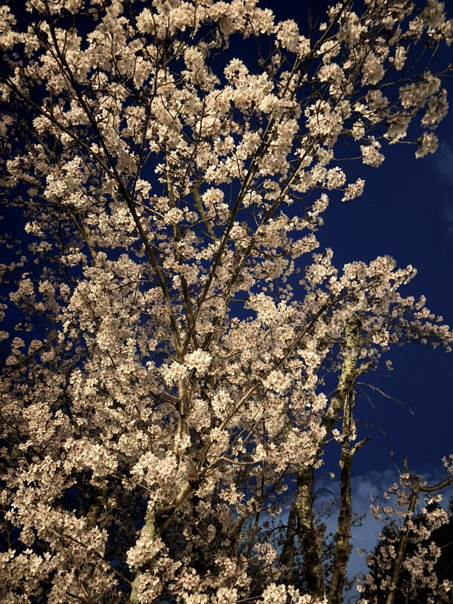 はだれ tweet media