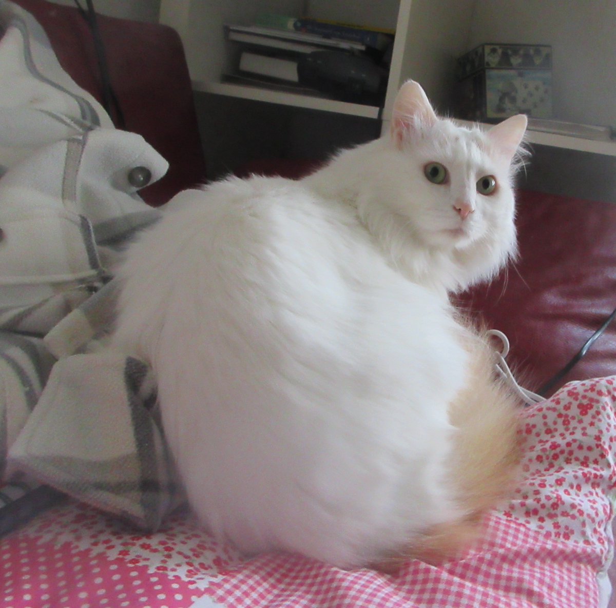CatTulpan's tweet image. Visitors? I don't like that. I don't show up, not even for treats.
#Caterday #TurkishVanCats #CatsOfTwitter