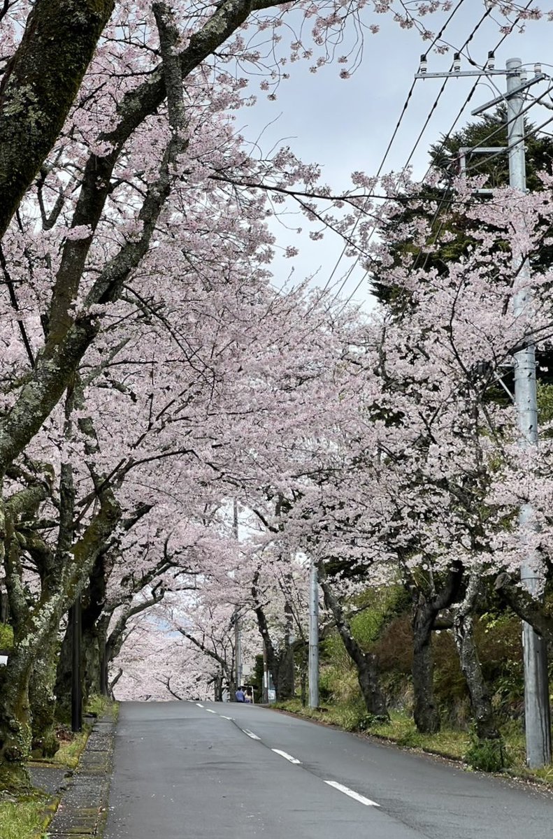 x_ayako_'s tweet photo. 伊豆高原♡
桜並木🌸満開で綺麗だよっ
　𝓑𝔂｡るる
#マルチーズ https://t.co/o0YiC6nHRD
