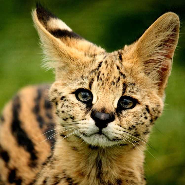 Serval Every Hour! tweet media