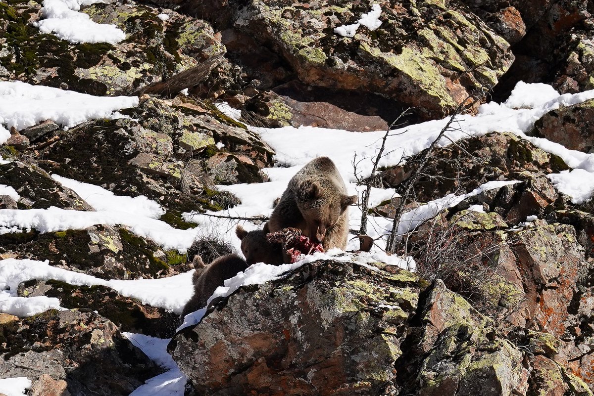 Victorious62 tweet media