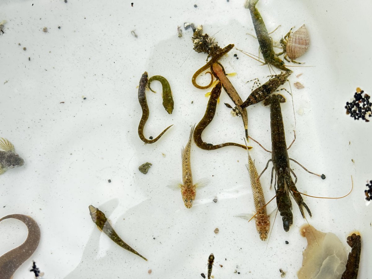 もちょちょ tweet media