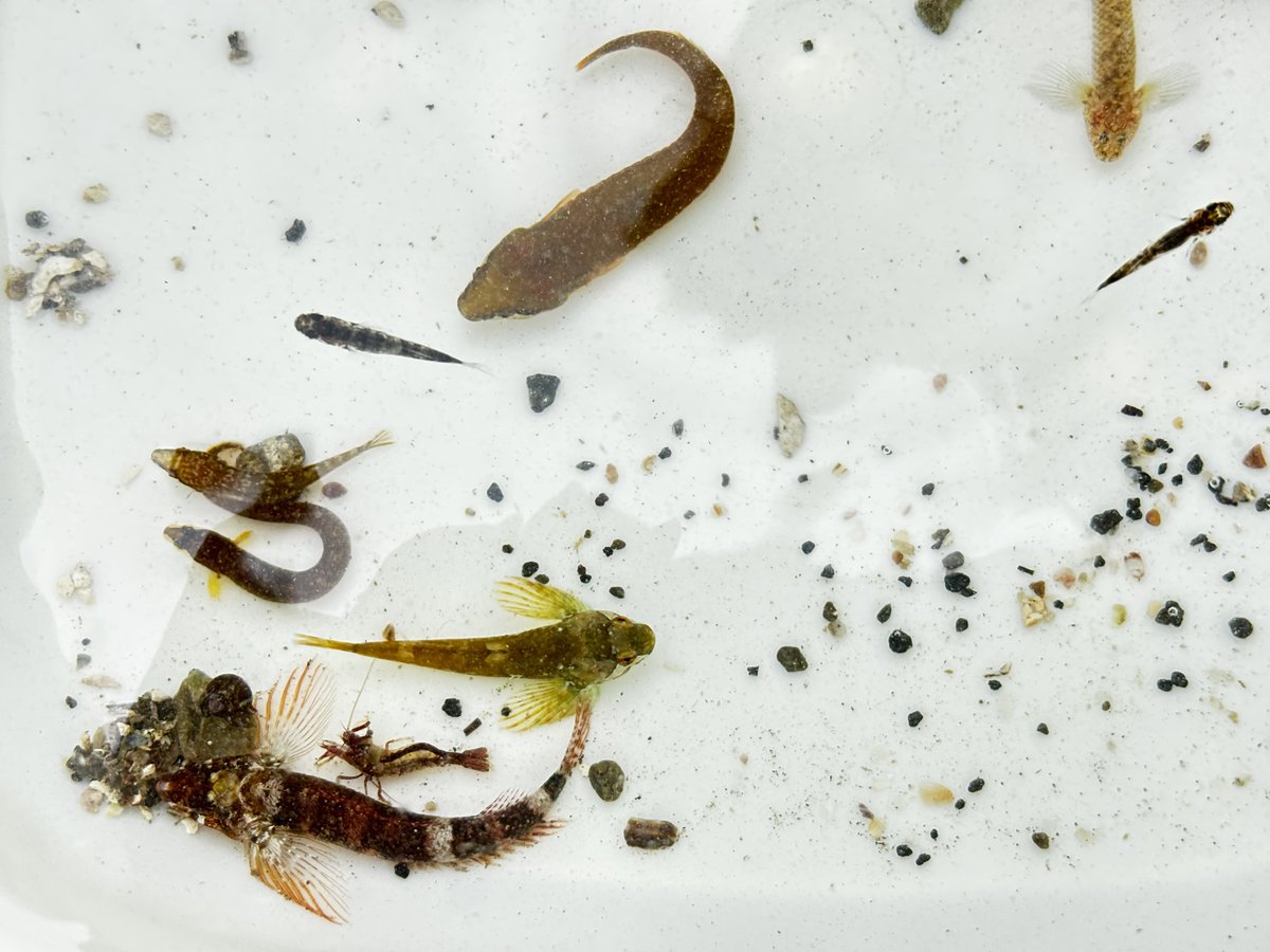 もちょちょ tweet media